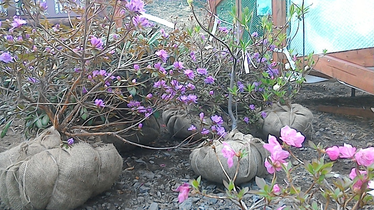 植木販売 浅間高原しゃくなげ園開花速報